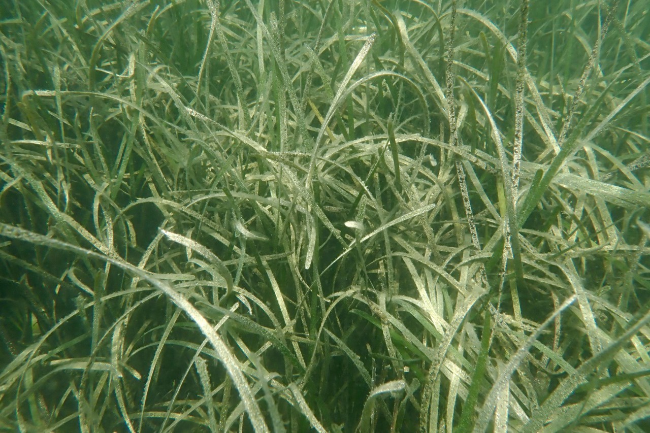 瀬戸内海観光ガイドツアー