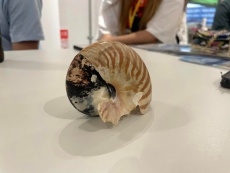 オウムガイ　漂着物　かがわ里海サロン
